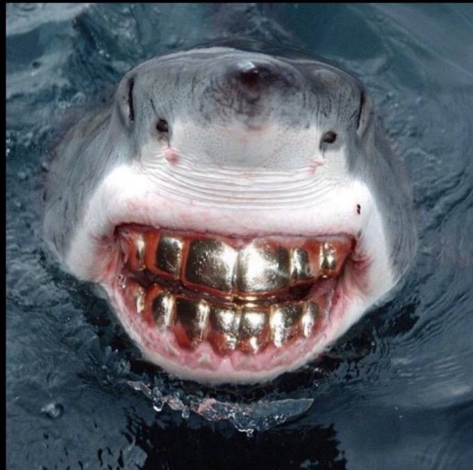 Megalodon Meech